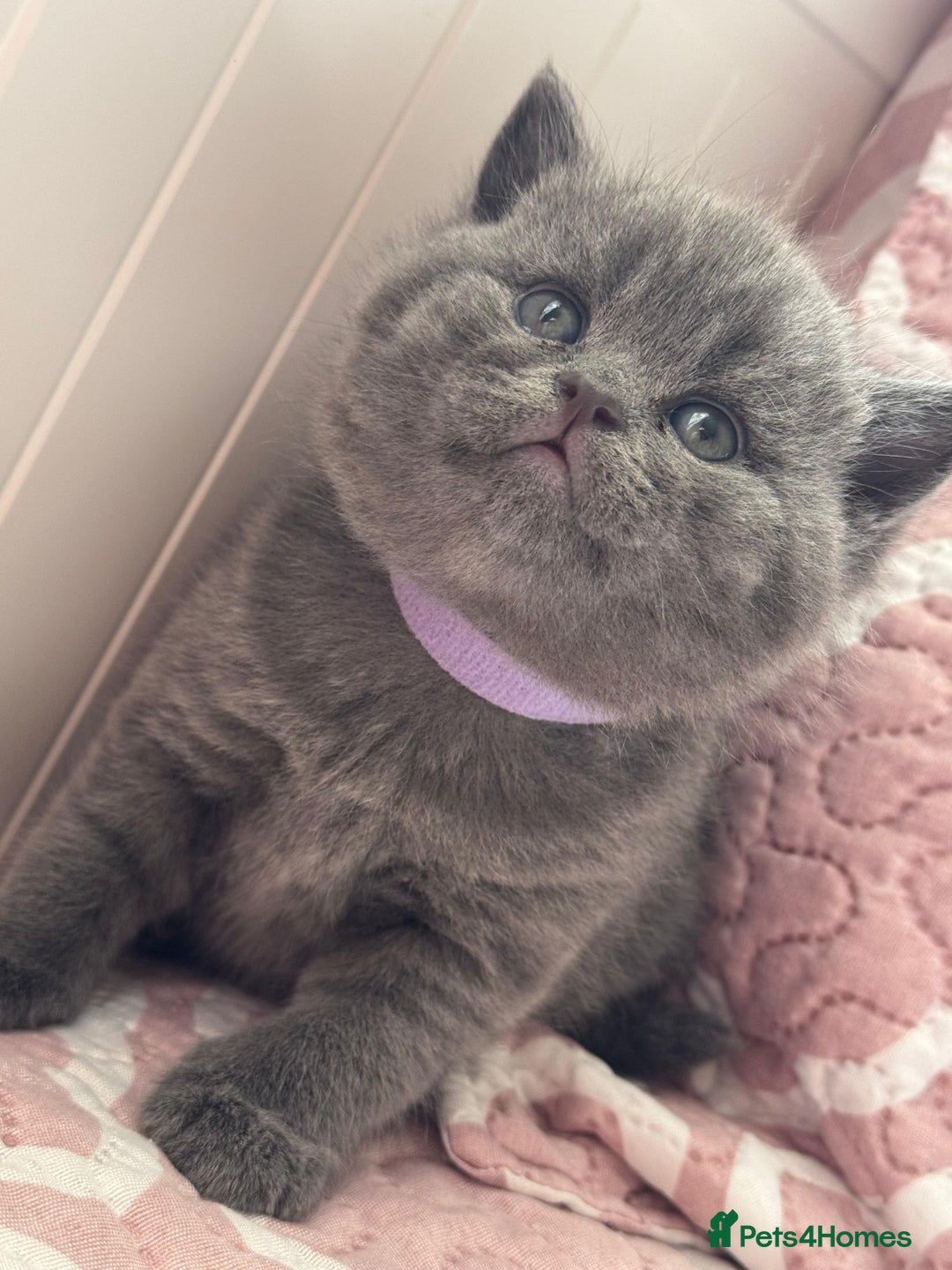 British Shorthair cats for sale: British shorthair blue kittens - pedigree GCCF - Image 12