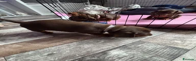 Miniature Dachshund 3