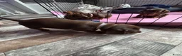 Miniature Dachshund dogs for sale: Stunning Mini Dachshund puppies for sale - Advert 38