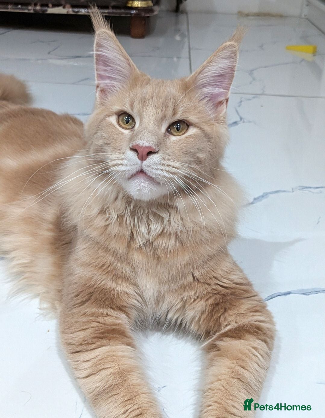 Maine Coon cats Mainecoon cat (comes with everything)  - Advert 1