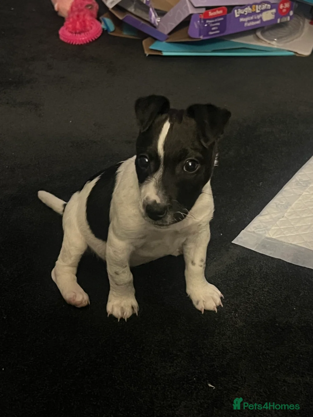Jack Russell dogs for sale: Female Jack Russel  - Advert 5