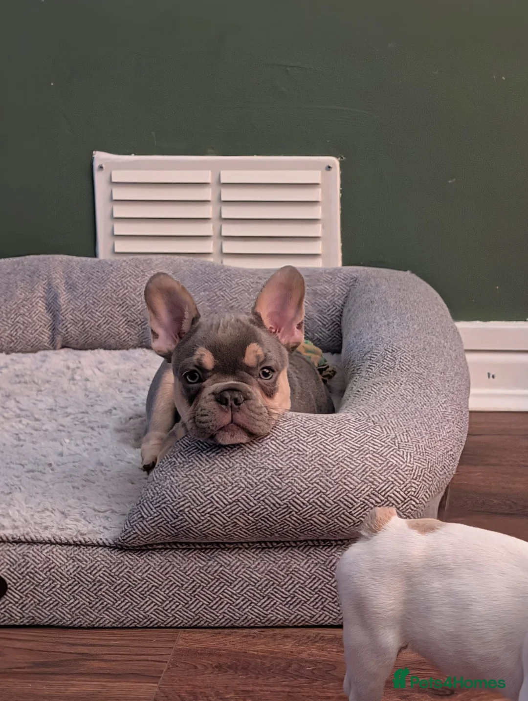 French Bulldog dogs for sale: Beautiful lilac and tanned boy!! READY TO LEAVE!! - Advert 6