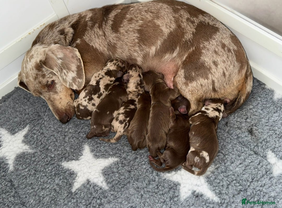 Miniature Dachshund dogs for sale: ‼️‼️Miniature Dachshund Puppies ‼️‼️ - Image 13