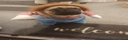 Frug dogs for sale: Buzz the frug - Advert 3