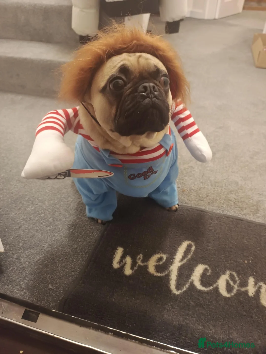 Frug dogs for sale: Buzz the frug - Advert 3