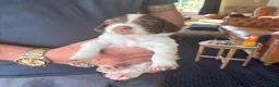 English Springer Spaniel dogs for sale: Working springer spaniels - Advert 10