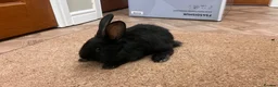 Continental Giant rabbits for sale: Continental Giant Rabbits  - Advert 9