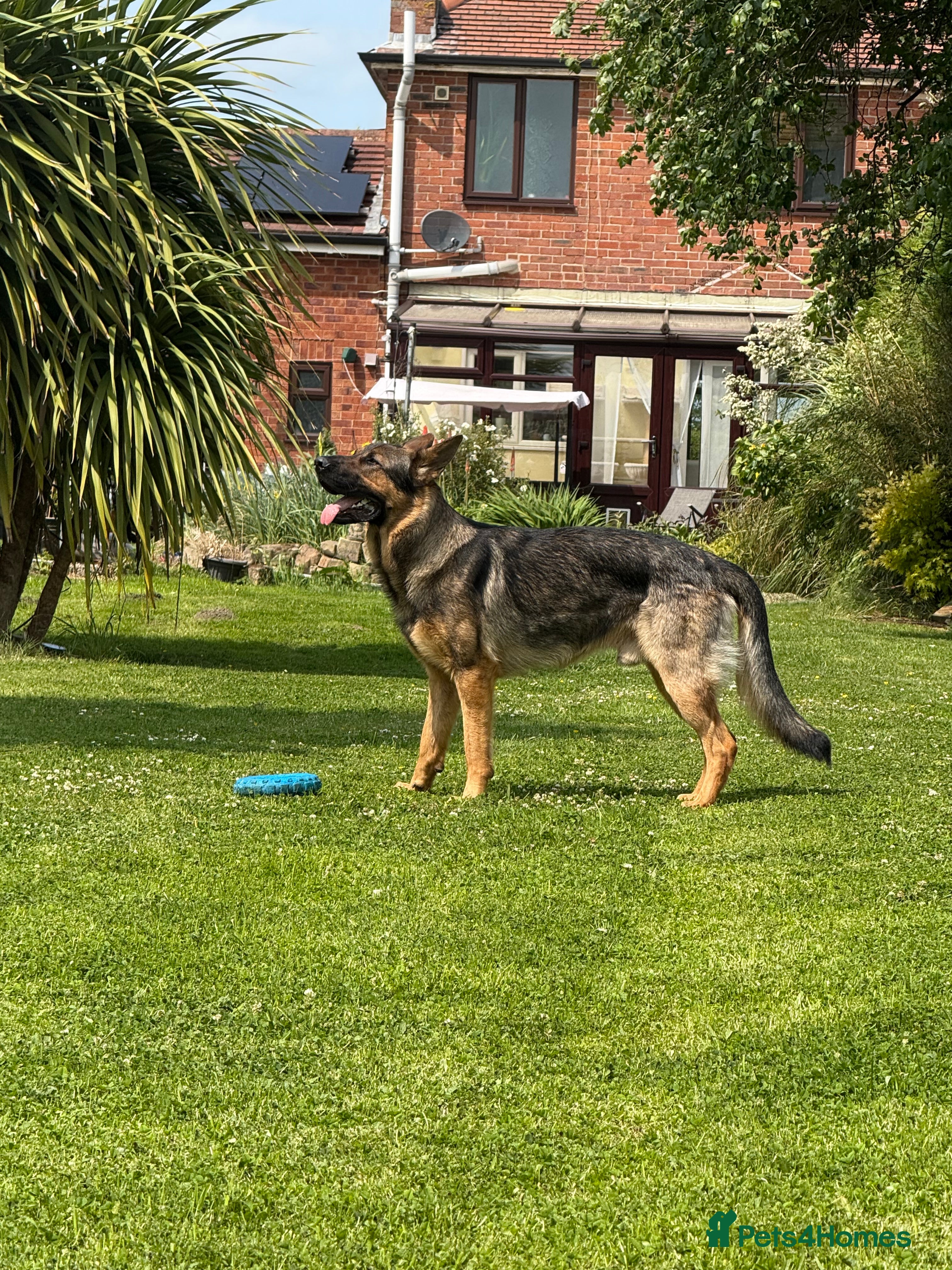 German Shepherd dogs STUD Only German Shepherd - Advert 1