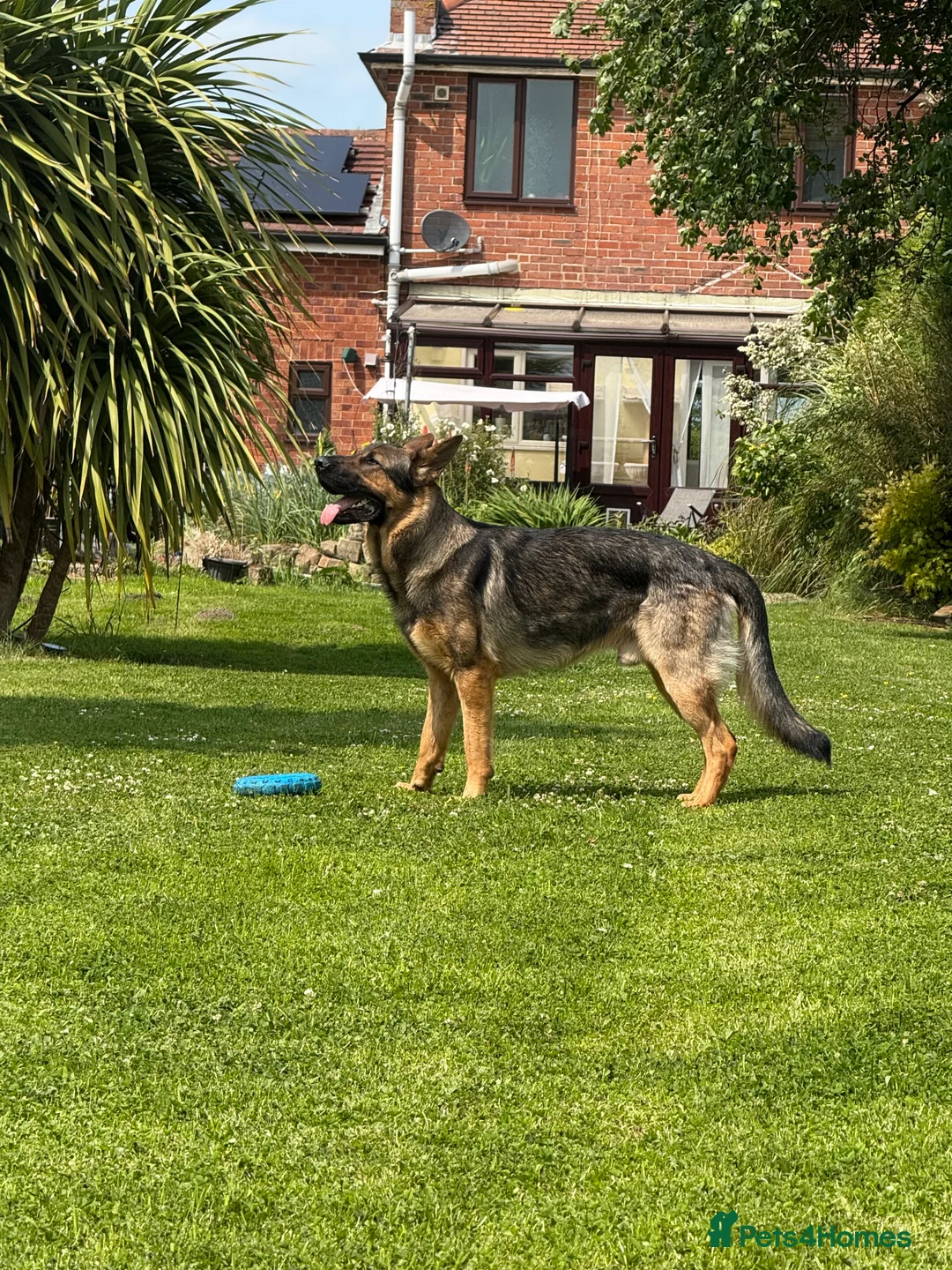 German Shepherd dogs for stud: STUD Only German Shepherd - Advert 1