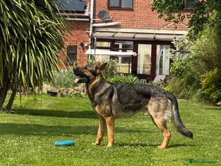 German Shepherd dogs STUD Only German Shepherd - Advert 6