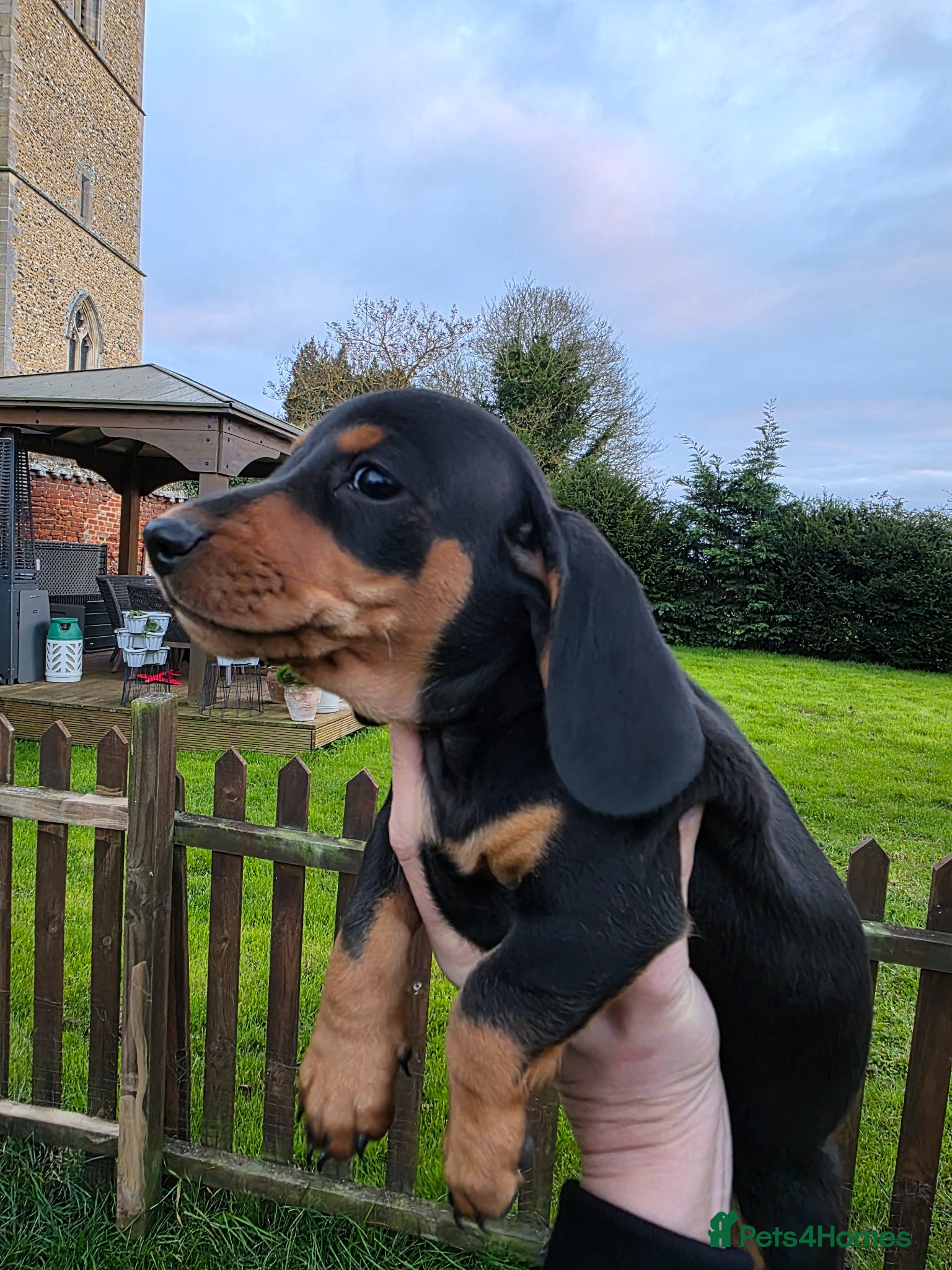 Dachshund dogs Standard KC Dachshunds  - Advert 2