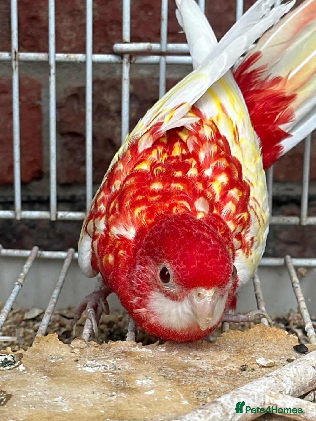 Cockatiels birds for sale: Rosella  - Advert 2