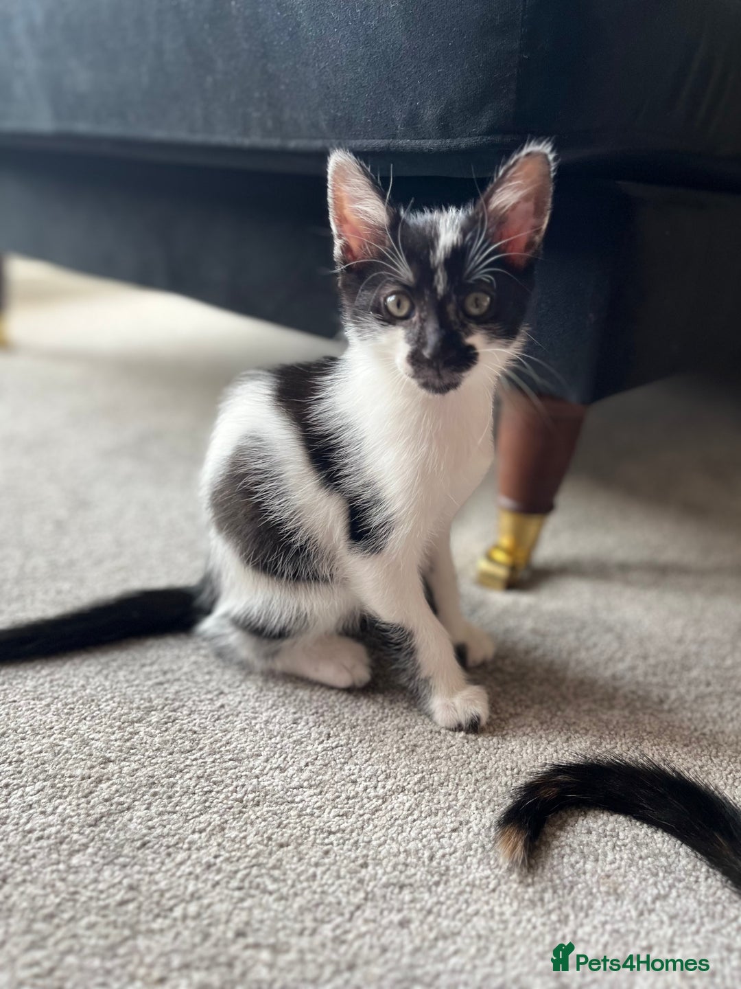 Domestic Shorthair cats for sale: Kittens - Image 2