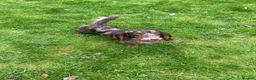 Miniature Dachshund dogs for stud: STUNNING CUPID AVAILABLE AT STUD - Advert 4
