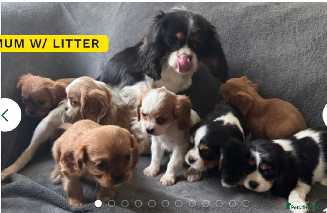 Cavalier King Charles Spaniel dogs for sale: King charles cavalier bleinheim - Advert 1