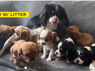 Cavalier King Charles Spaniel dogs King charles cavalier bleinheim - Advert 3