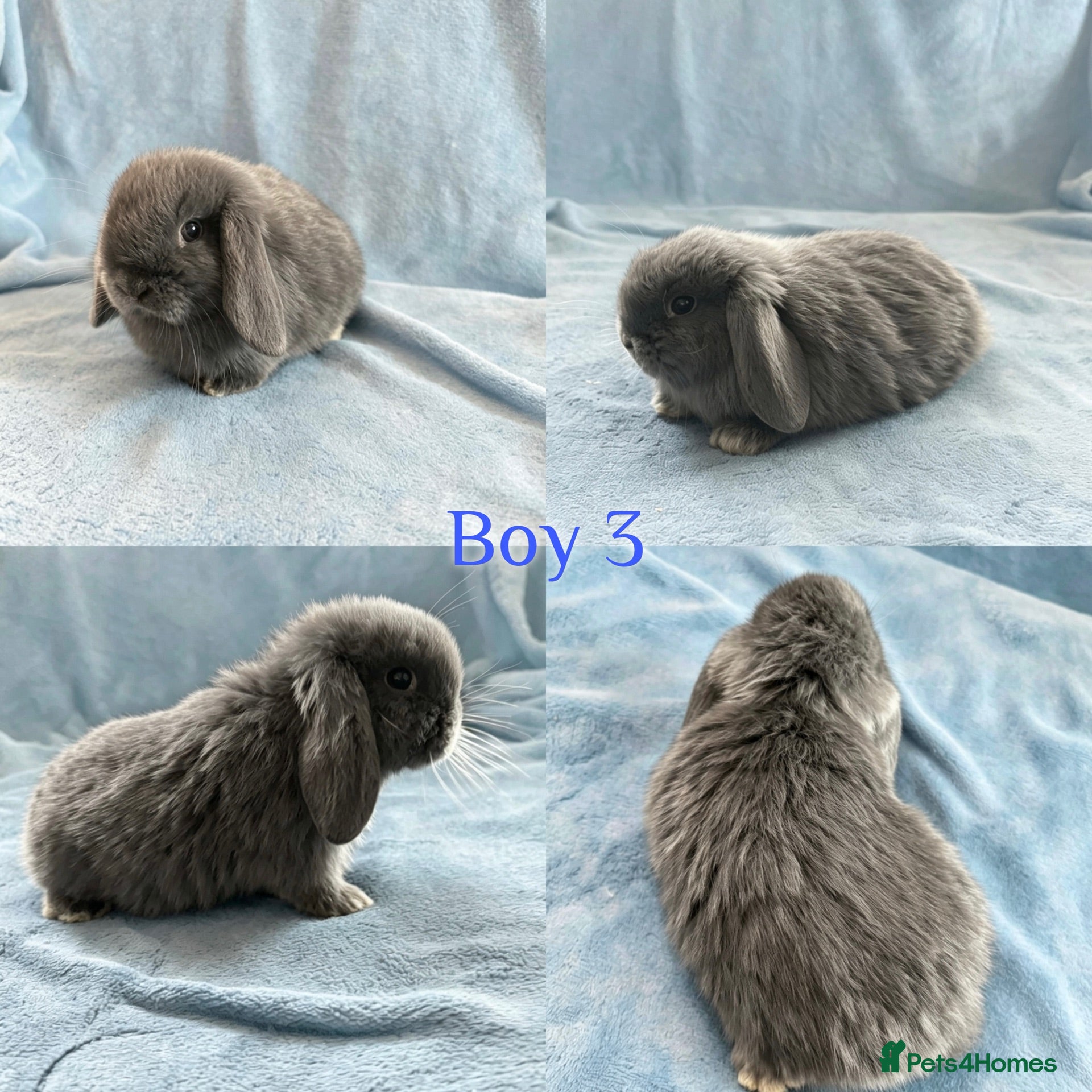 Mini Lop rabbits Baby Mini Lops Ready to Leave  - Advert 2