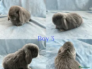 Mini Lop rabbits Baby Mini Lops Ready to Leave - Advert 15