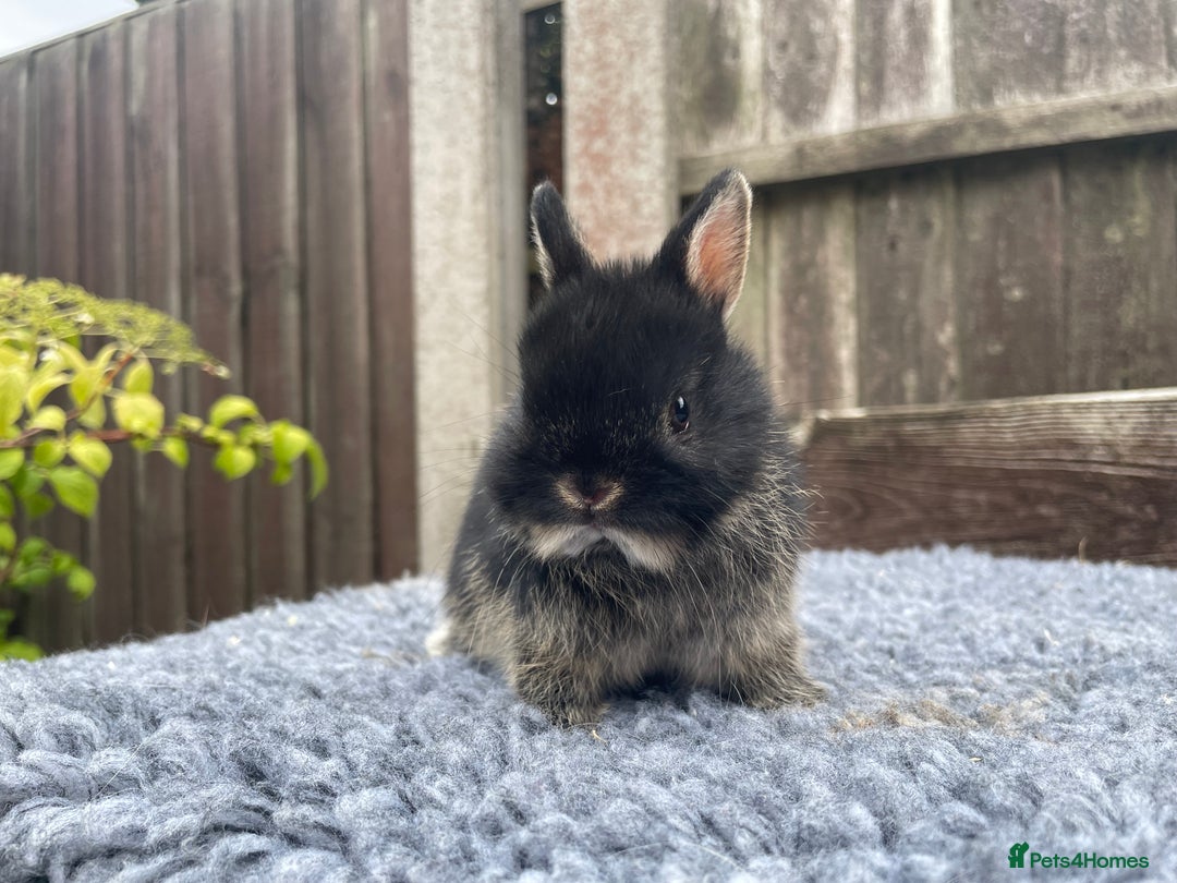 Netherland Dwarf rabbits for sale: Netherland Dwarf Babies & Adults available in Stoke-on-Trent - Image 15