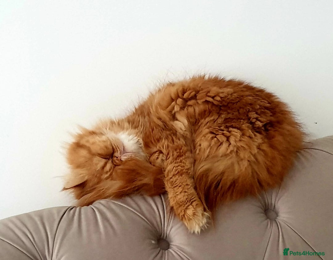 Persian cats for sale: Pure Persian golden kitten ( Persian ) in Isleworth - Image 21