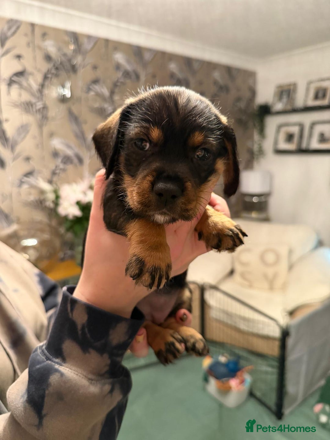 Dachshund dogs for sale: Tekel (wire haired dachshund) READY TO GO NOW - Advert 33