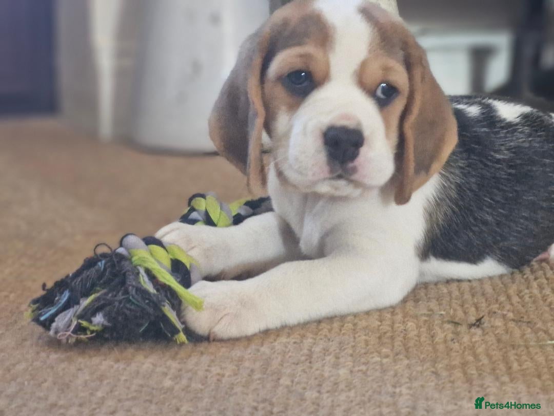 Beagle dogs Champion sired beagles KC reg & DNA health tested - Advert 1