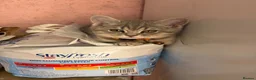 Scottish Fold cats for sale: Beautiful Scottish straights READY NOW  - Advert 9