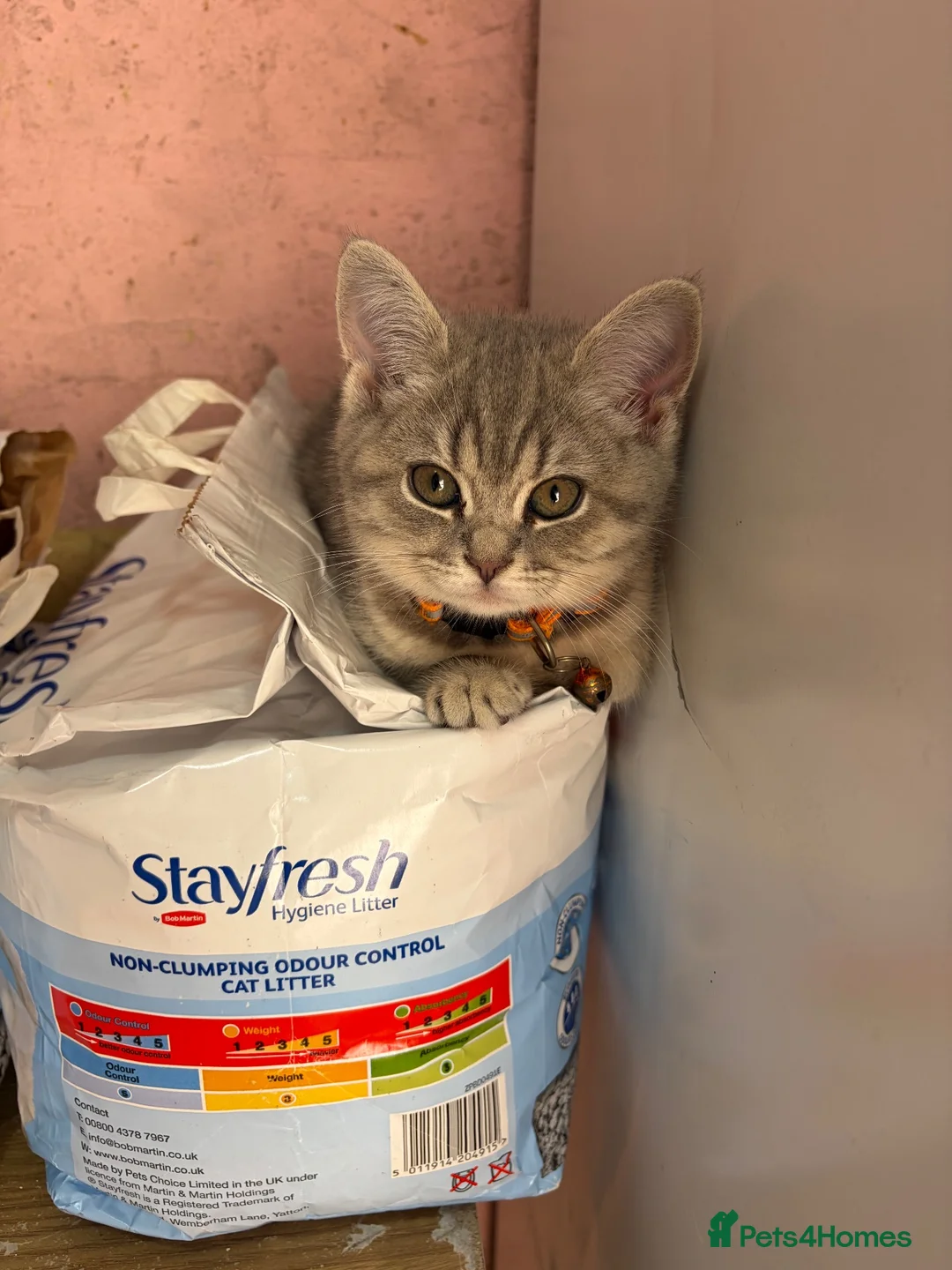 Scottish Fold cats for sale: Beautiful Scottish straights READY NOW  - Advert 9