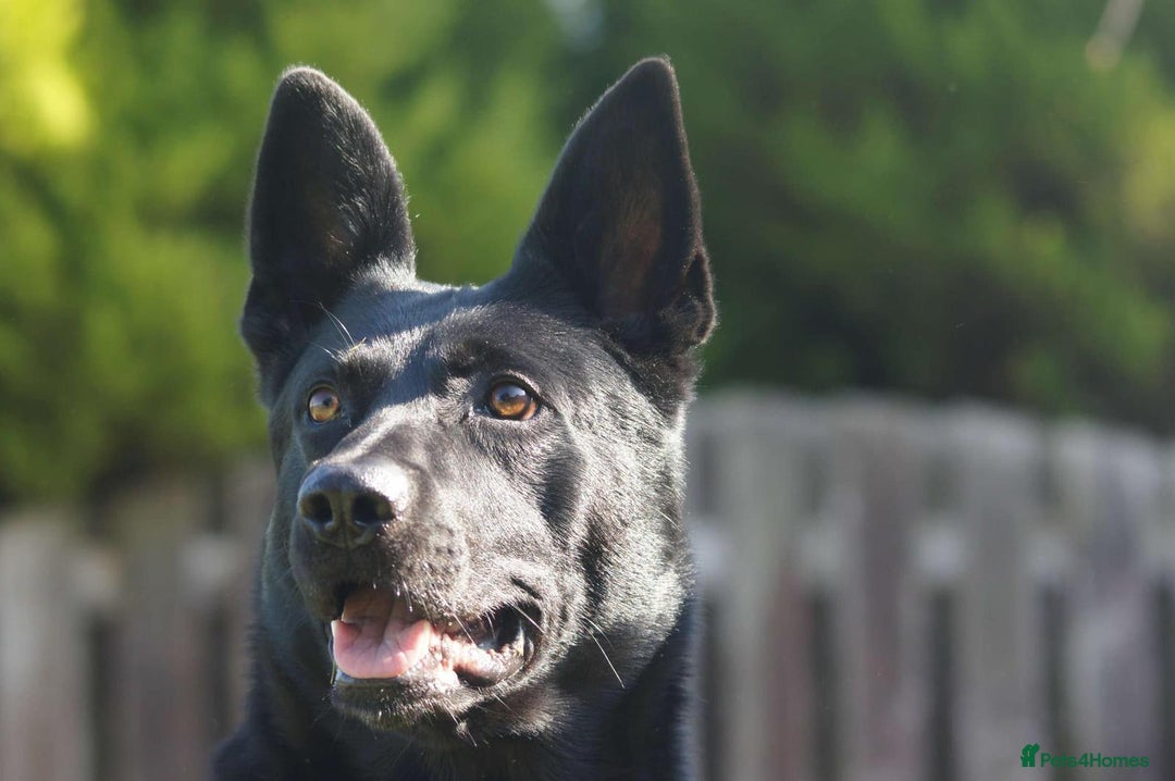 German Shepherd dogs for stud: 4-Year-Old Czech Shepherd- Proven Stud (Sheffield) - Image 6