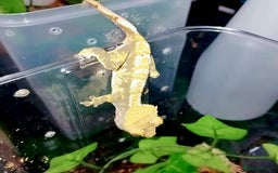 Gecko reptiles for sale: Crested  - Image 9