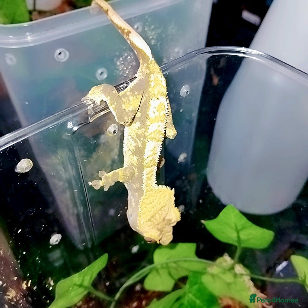 Gecko reptiles for sale: Crested  - Image 9