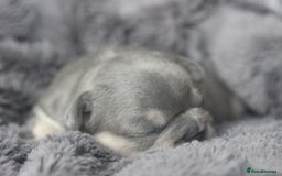 French Bulldog dogs for sale: Stunning French bulldog puppies  - Advert 20