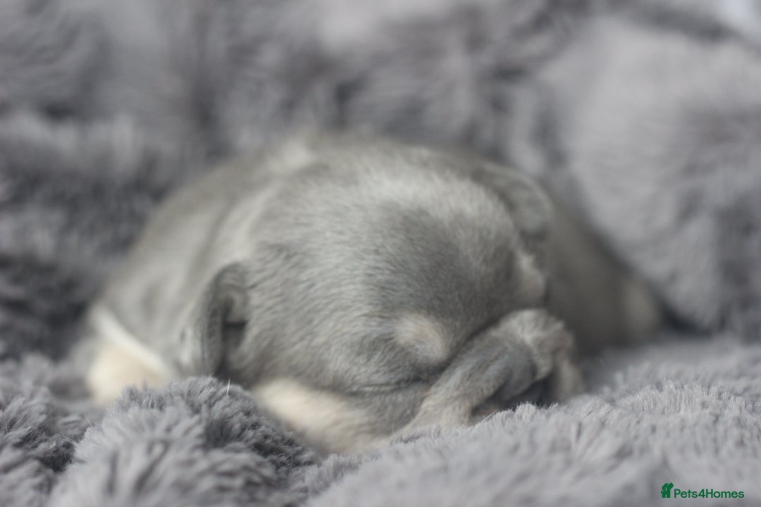 French Bulldog dogs for sale: Stunning French bulldog puppies  - Advert 20