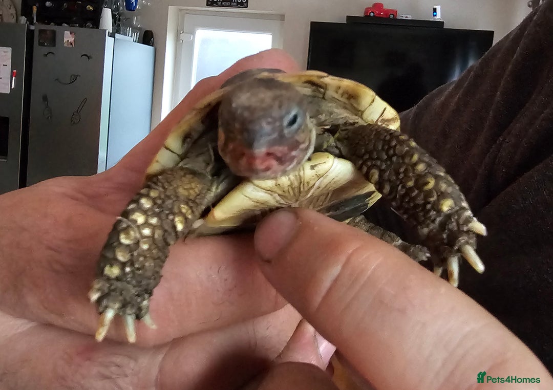 Hermann Tortoise reptiles for sale: Hurmman Tortoise  - Image 2