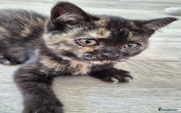 Selkirk Rex cats for sale: Pedigree Selkirk rex  kittens ready now  in Burnham-on-Sea - Image 16