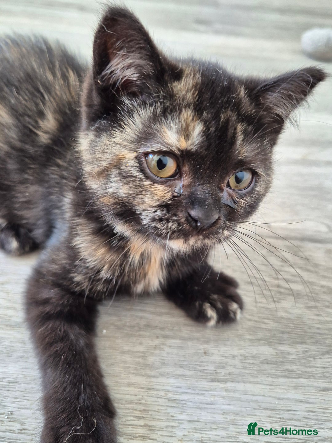 Selkirk Rex cats for sale: Pedigree Selkirk rex  kittens ready now  in Burnham-on-Sea - Image 16