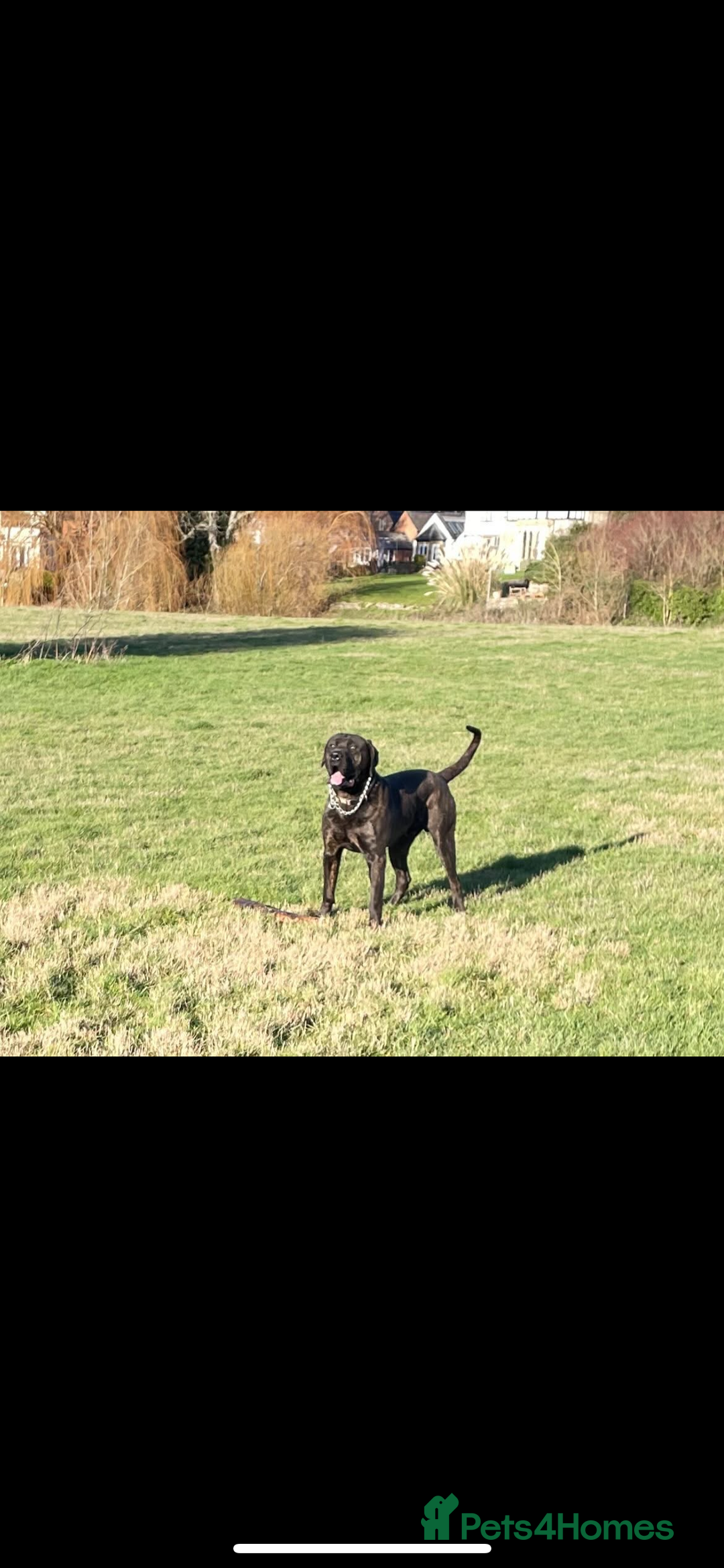Presa Canario dogs for sale: Presa canario 4 years old  - Advert 6