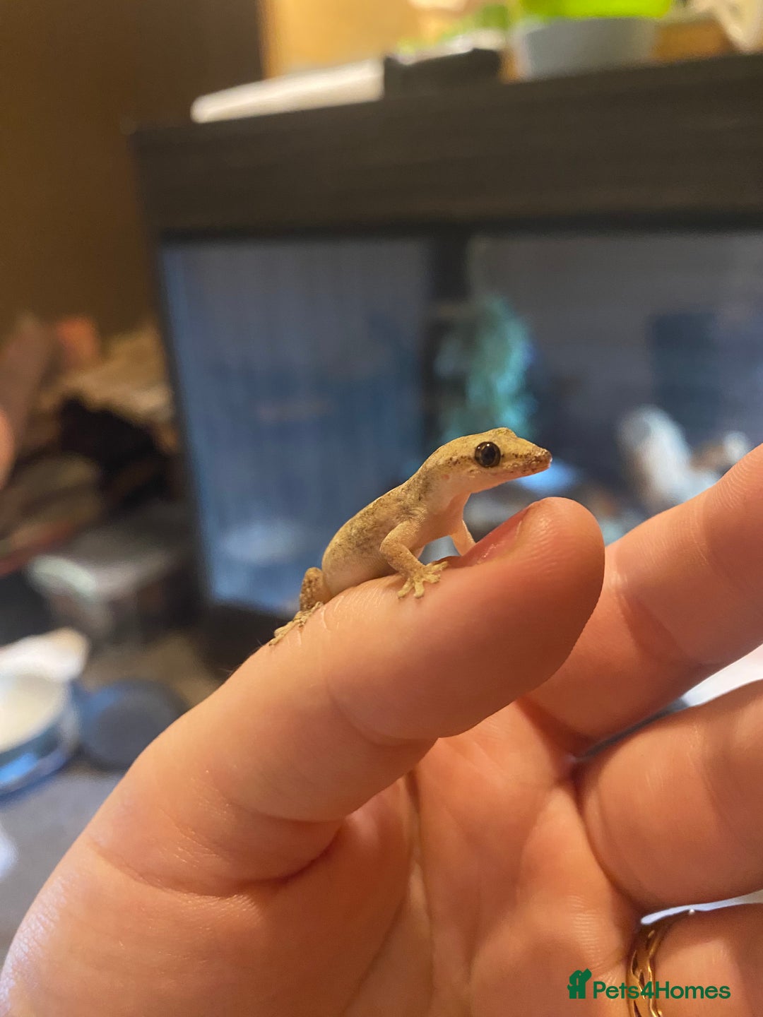 Gecko reptiles for sale: Colony of Mourning Geckos - Advert 2