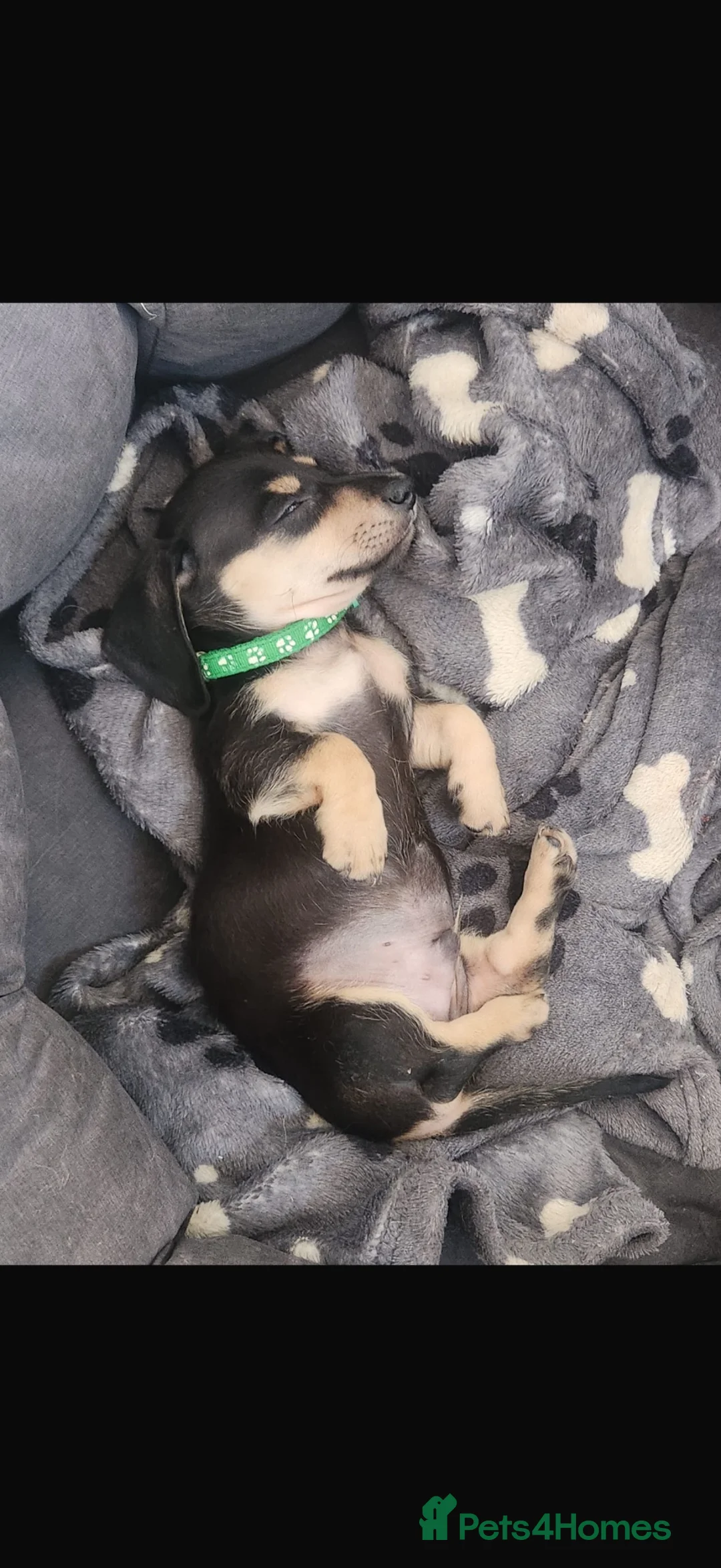 Miniature Dachshund dogs for sale: 10 week old boy miniature dachshund - Advert 2