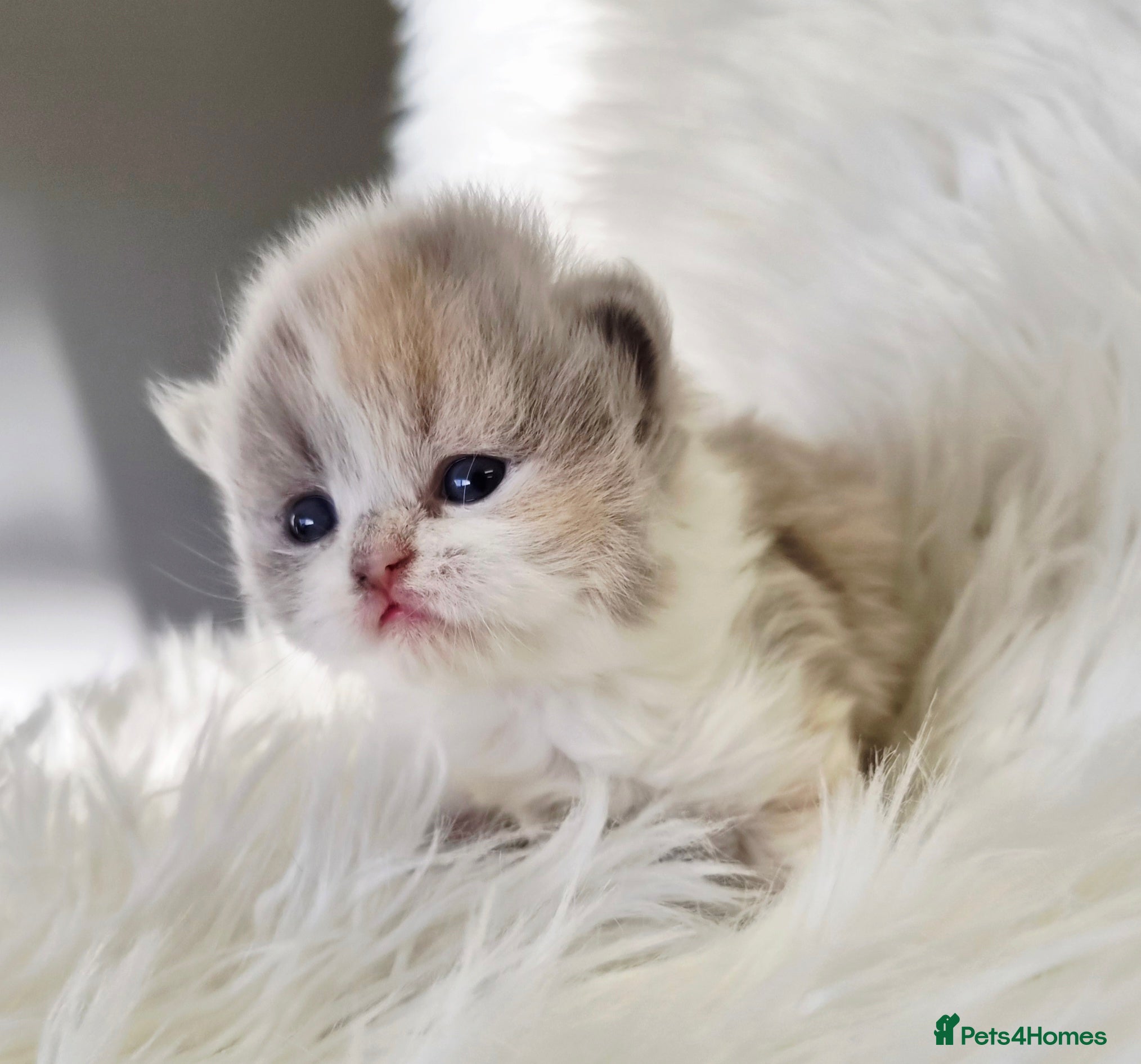 British Shorthair cats Gorgeous British shorthair kittens and 1 longhair  - Advert 12