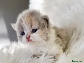 British Shorthair cats Gorgeous British shorthair kittens and 1 longhair - Advert 12