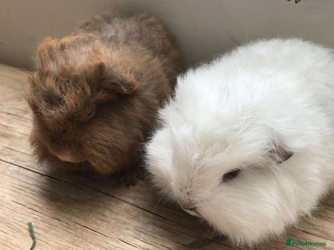 Guinea Pig rodents for sale: Beautiful Swiss guinea pig brothers - Advert 2
