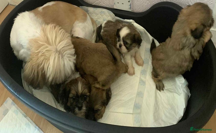 Shih Tzu dogs - Advert 1