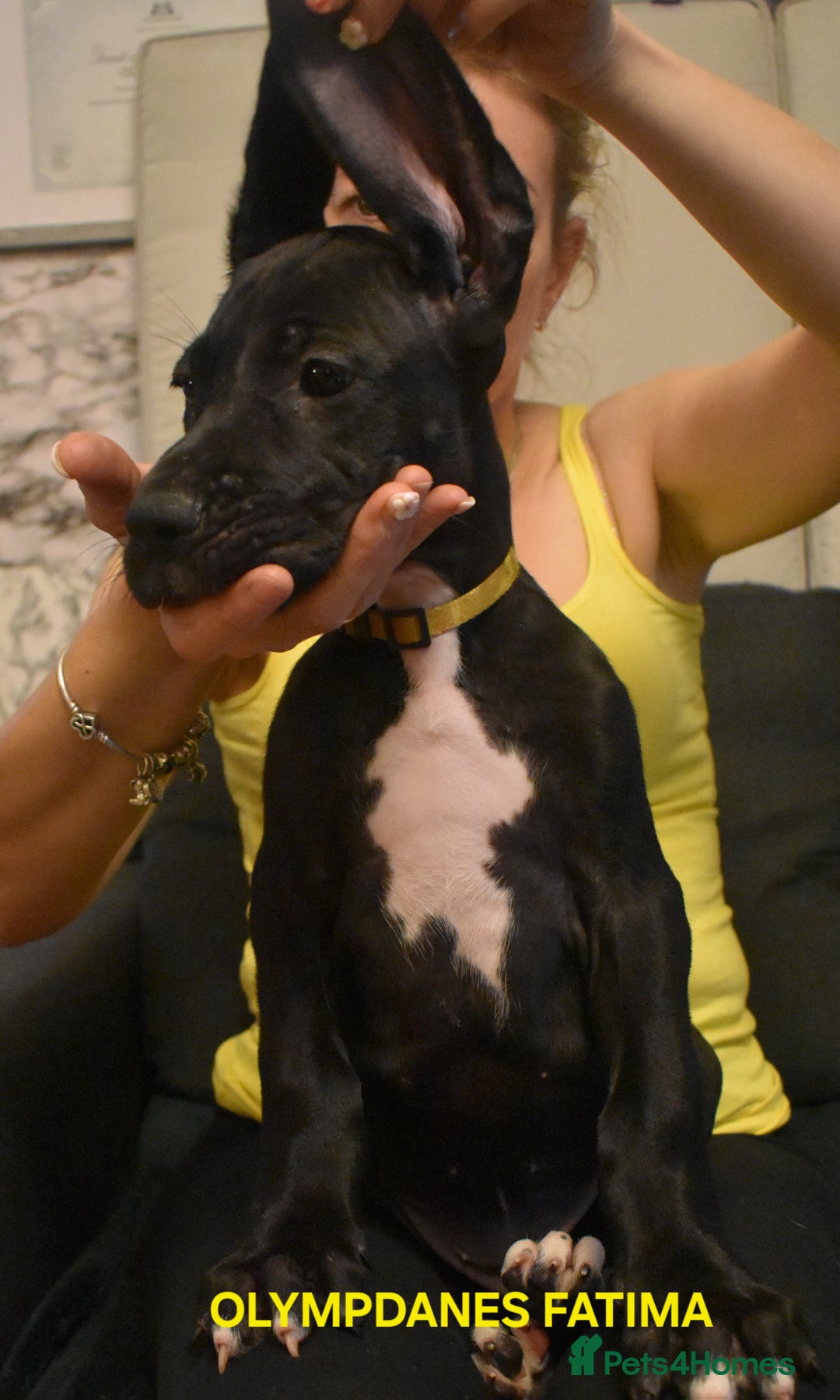 Great Dane dogs for sale: Great danes puppies KC ready!!! in Bathgate - Image 31