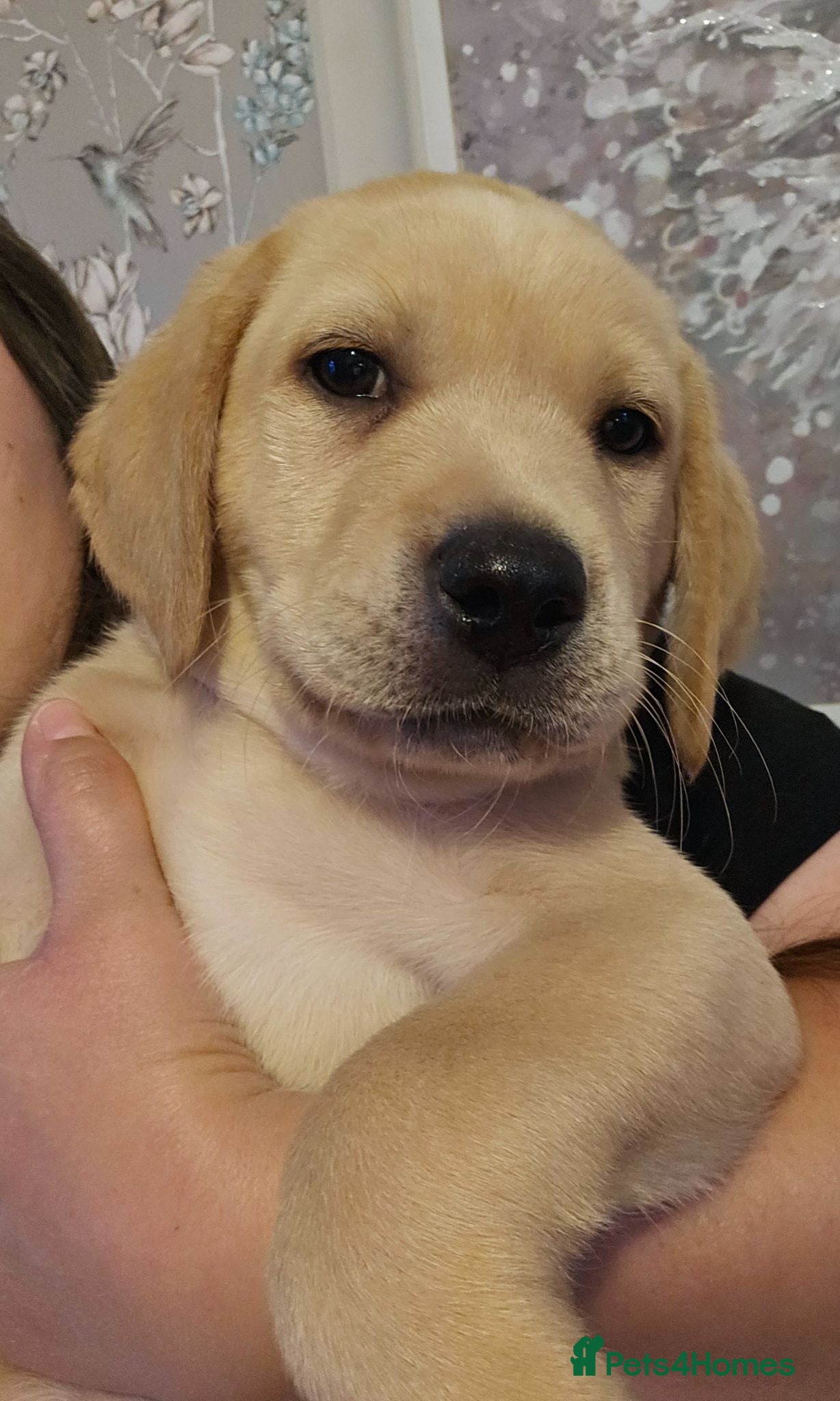 Labrador Retriever dogs Ready Now Last Male Labrador (BLUE) 🐶🐾 - Advert 11