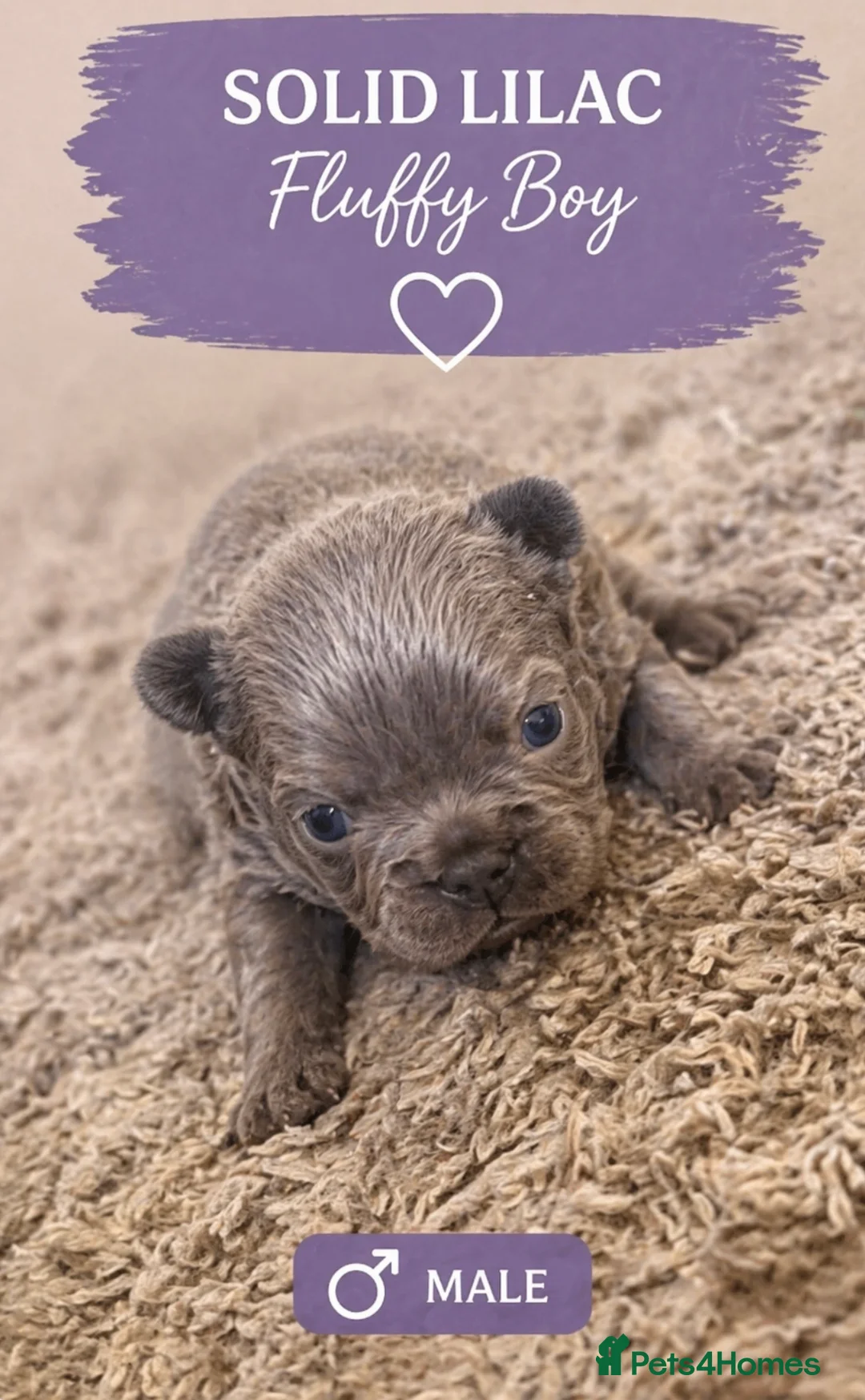 French Bulldog dogs for sale: Fluffy French bulldog puppies  - Advert 1