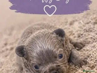 French Bulldog dogs Fluffy French bulldog puppies - Advert 2