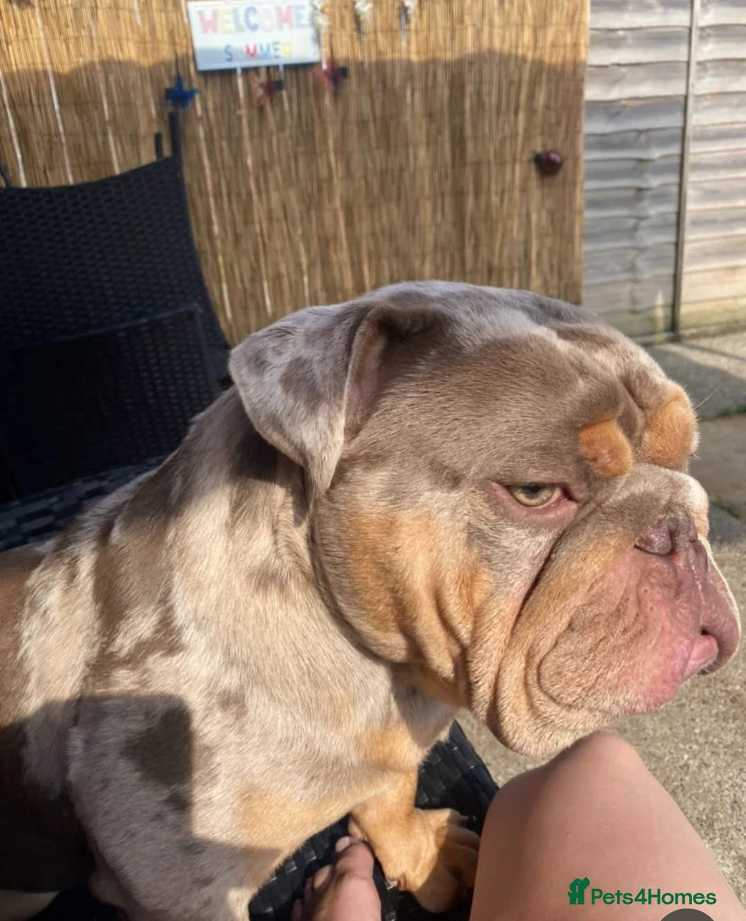English Bulldog dogs for stud: Beautiful lilac tri Merle bulldog up for stud - Advert 2