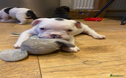 French Bulldog dogs for sale: 15th Gen French Bulldogs (KC reg / breed colours) in Nottingham - Image 2
