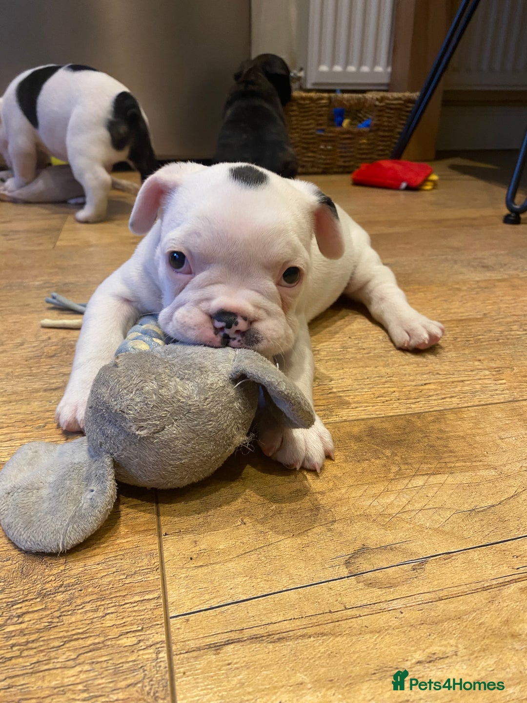 French Bulldog dogs for sale: 15th Gen French Bulldogs (KC reg / breed colours) in Nottingham - Image 2